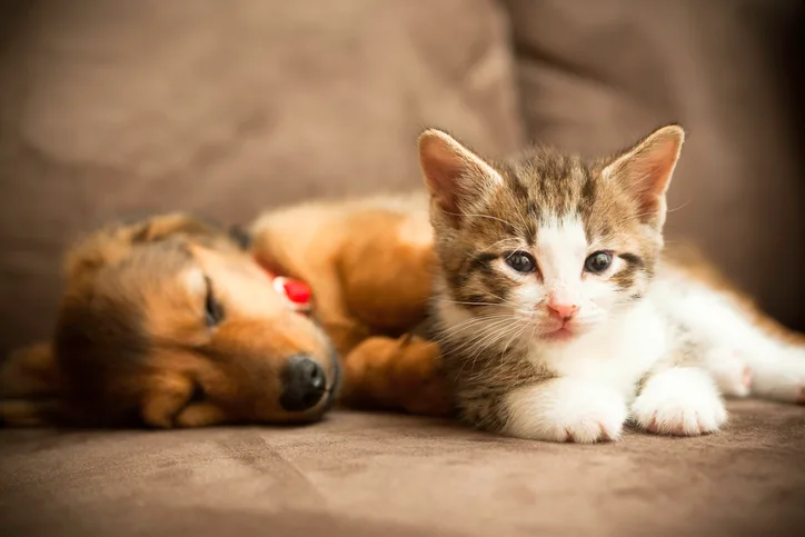 A kitten and puppy resting together on a couch.