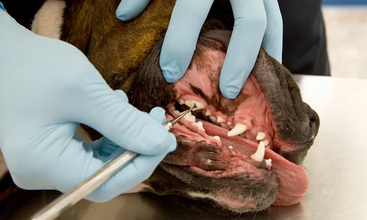 dog undergoing dental procedure under general anesthesia
