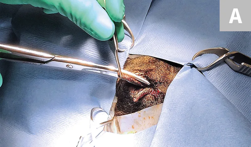 selected slide image