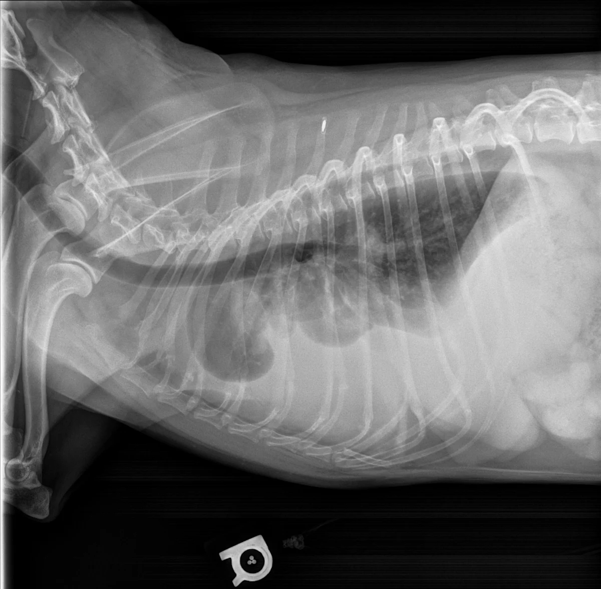 Lateral thoracic x-ray of dog with marked pleural effusion dorsally displacing gas-filled lungs.