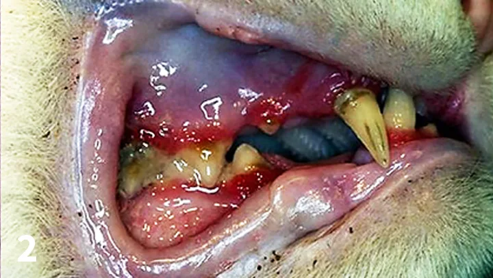 Side view of cat’s mouth showing perigingival inflammation and grey-to-black accumulations on surfaces of teeth.