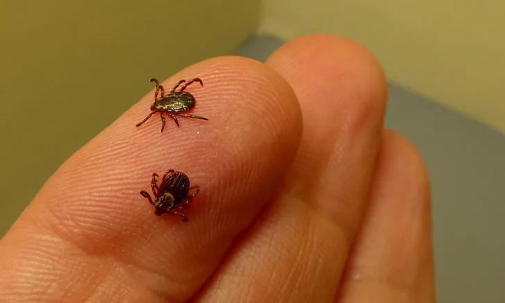 A person holding two American dog ticks.