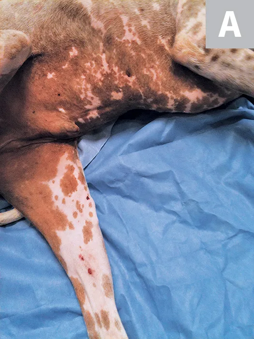 A close-up view of the patient from Figure A highlighting the lesions.