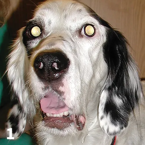 Close-up of dog face with drooping skin on left and saliva dripping from left side of mouth.
