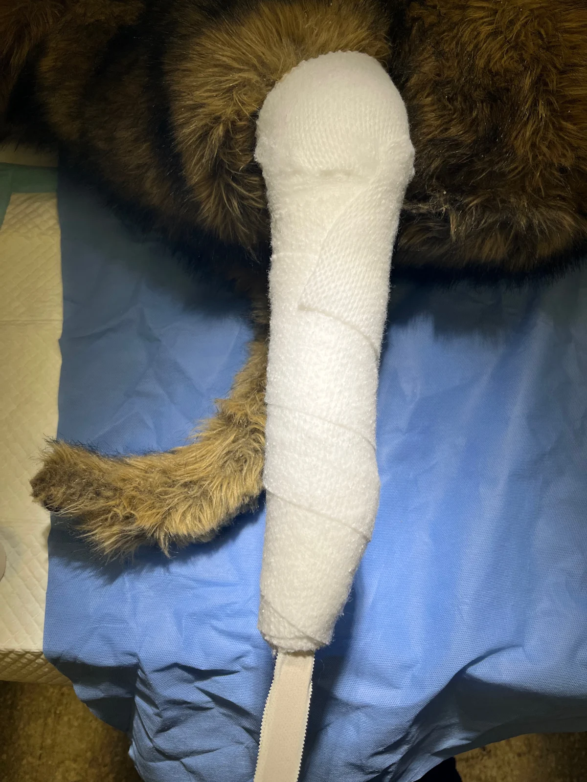 A forelimb of dog with cotton cast padding extending from distal limb to just above the elbow.