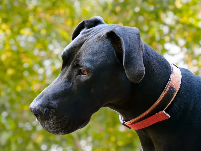 Black Great Dane with a red collar around its neck posing outside.