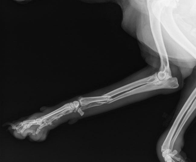 Complications of Fracture Healing in Dogs