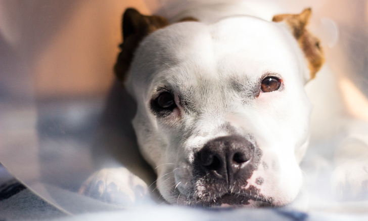 View of Can Human Drug Tests Identify Canine Marijuana Toxicosis?