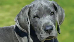 A close-up of a gray Great Dane puppy with a serious expression, set against a blurred green background. The puppy's large ears and expressive eyes highlight its youthful features, emphasizing its breed characteristics.