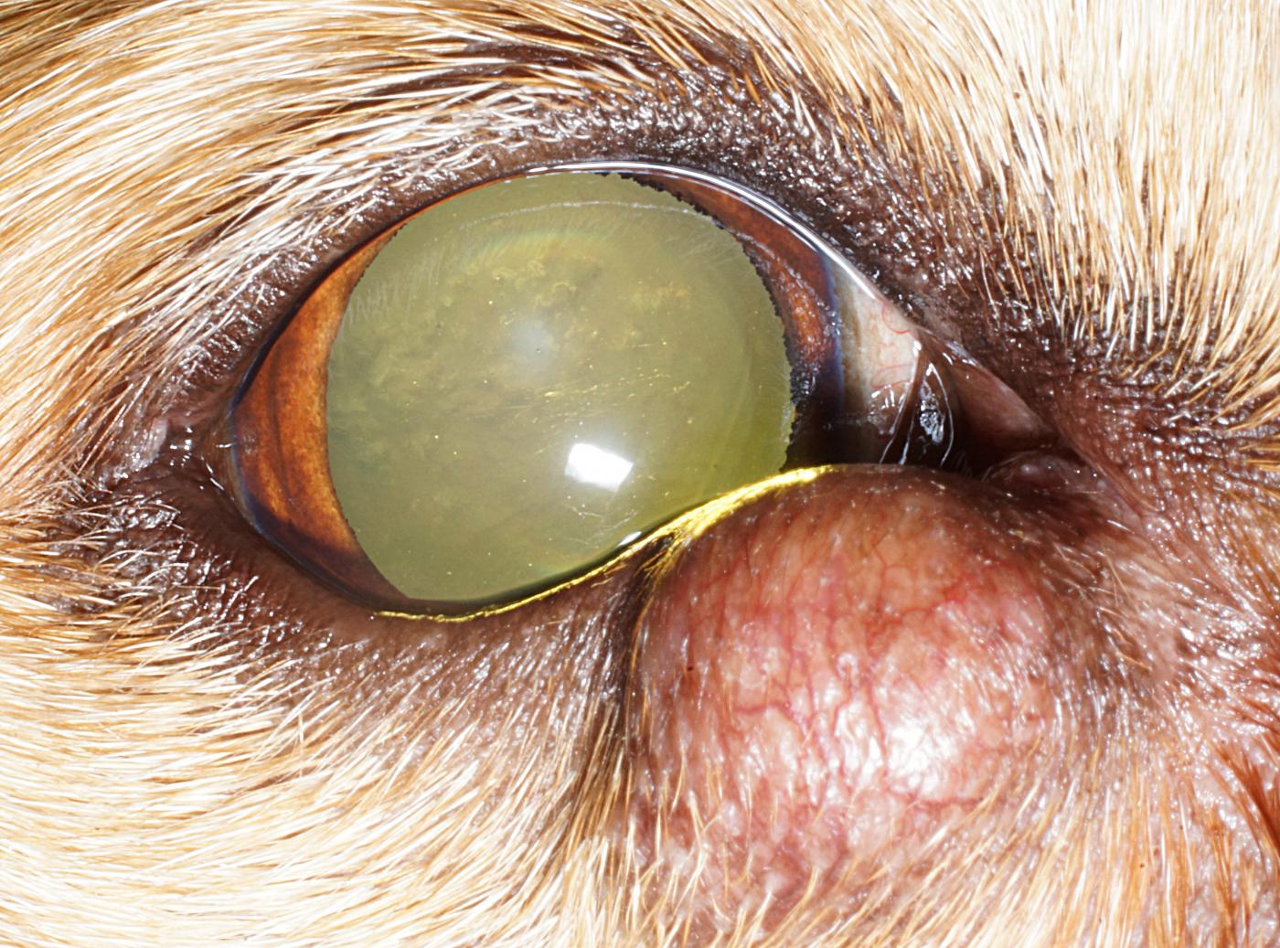 Lump on on sale dog eyelid