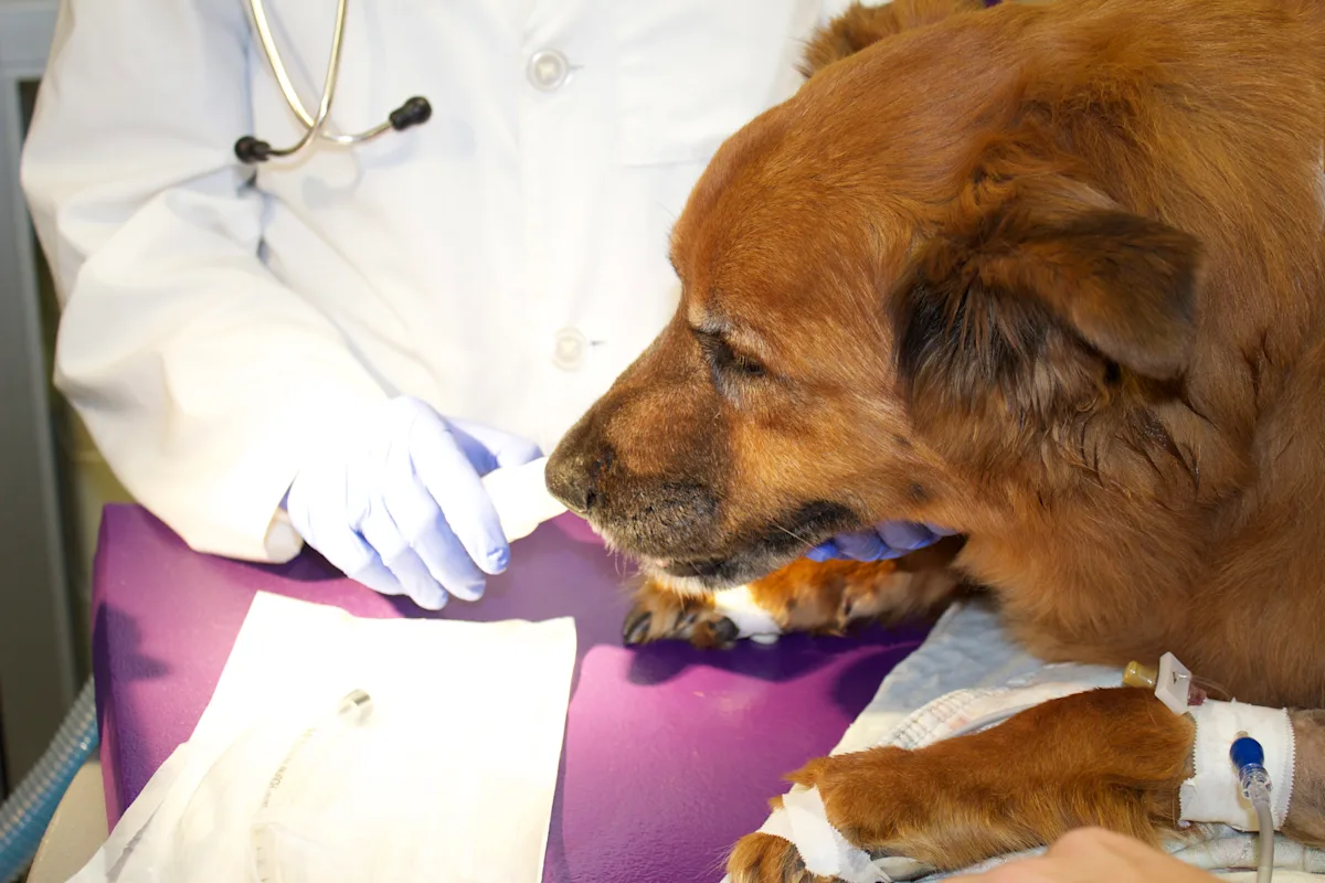 selected slide image