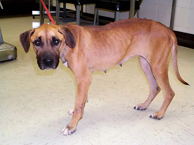 Underweight dog on a leash.