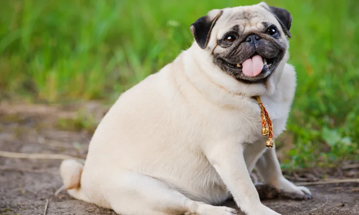 A pug sitting outside on green grass.