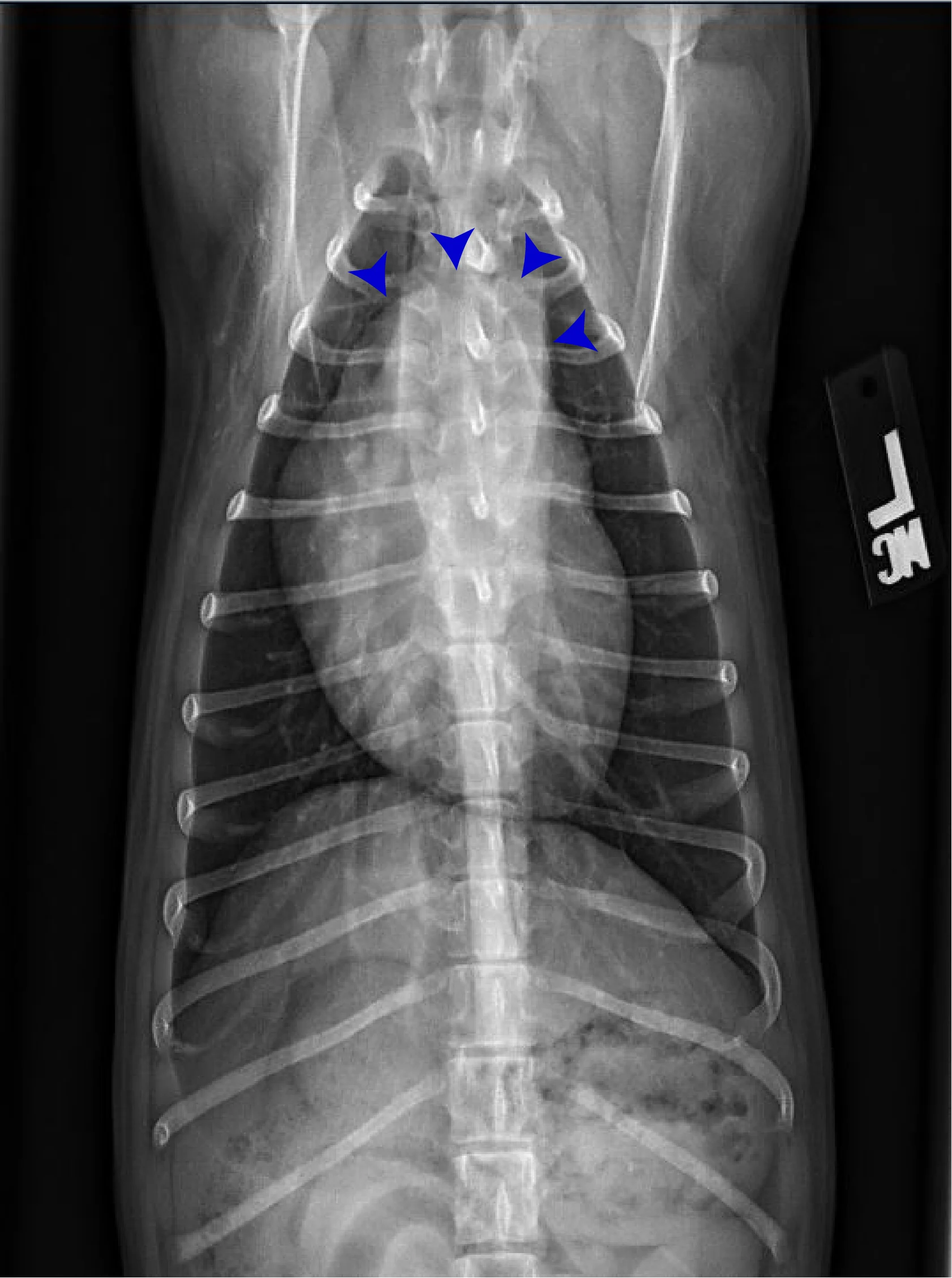 Radiographs in a dog with arrowheads highlighting findings.