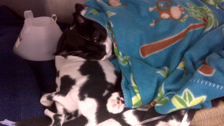 A black and white cat is resting comfortably on a soft blanket, partially covered by a colorful fleece blanket featuring monkeys and trees. An IV fluid bag is positioned nearby, indicating the cat is receiving medical care.