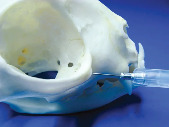 Two photos: a feline skull with a needle inserted into the infraorbital foramen, and the same procedure in a live patient. 