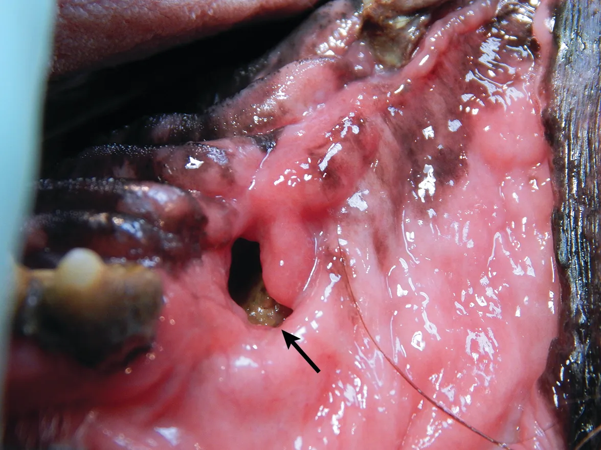 A palatal defect medial to an older maxillary canine tooth extraction site in a dog. 