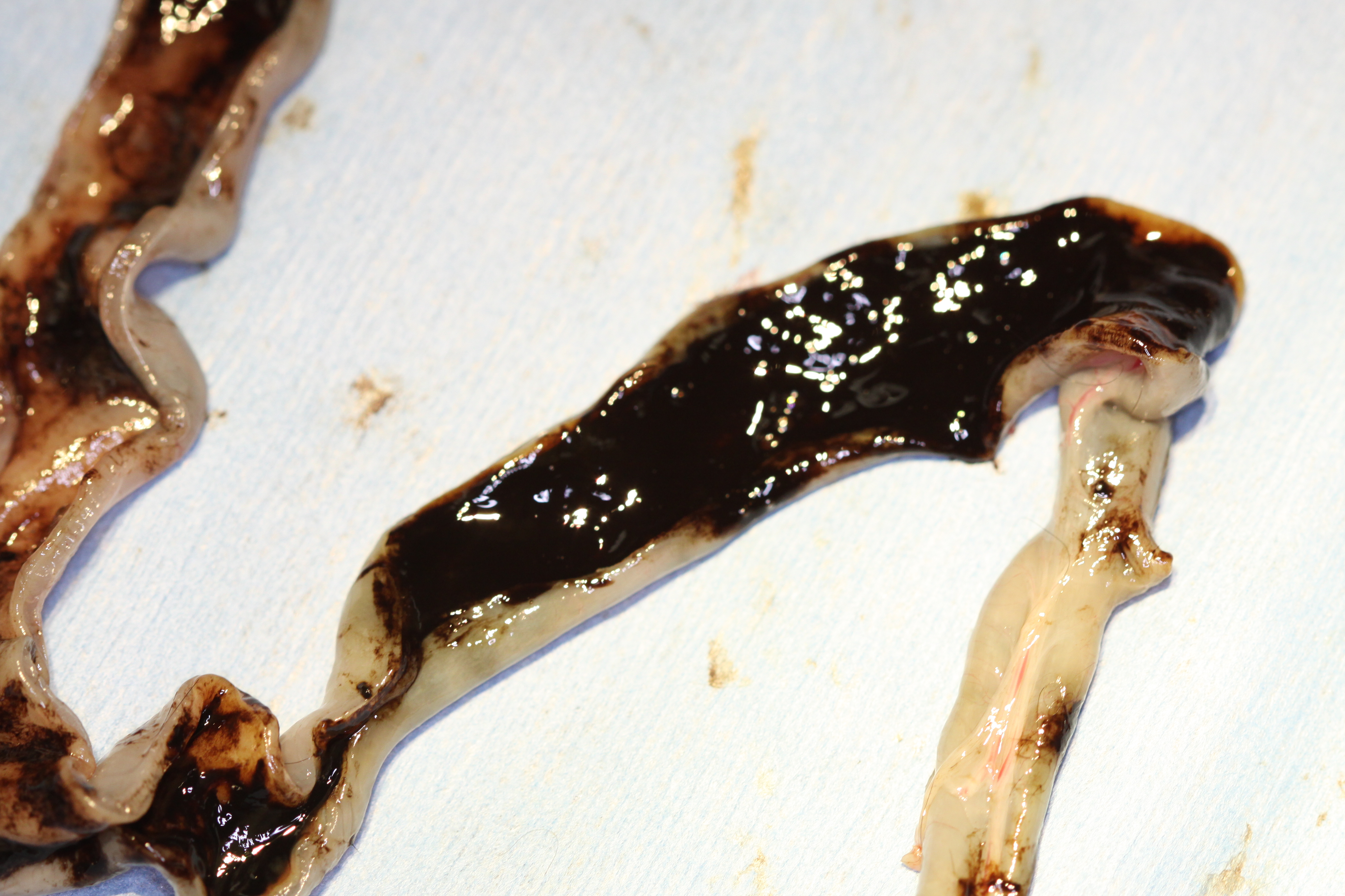 Something a bit different, here is my painting of Ancylostoma caninum :  r/Parasitology, image size:4752x3168