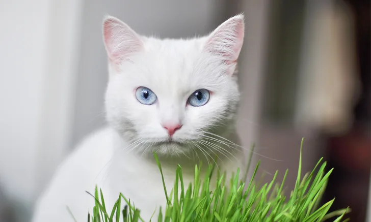 A white cat with blue eyes. 