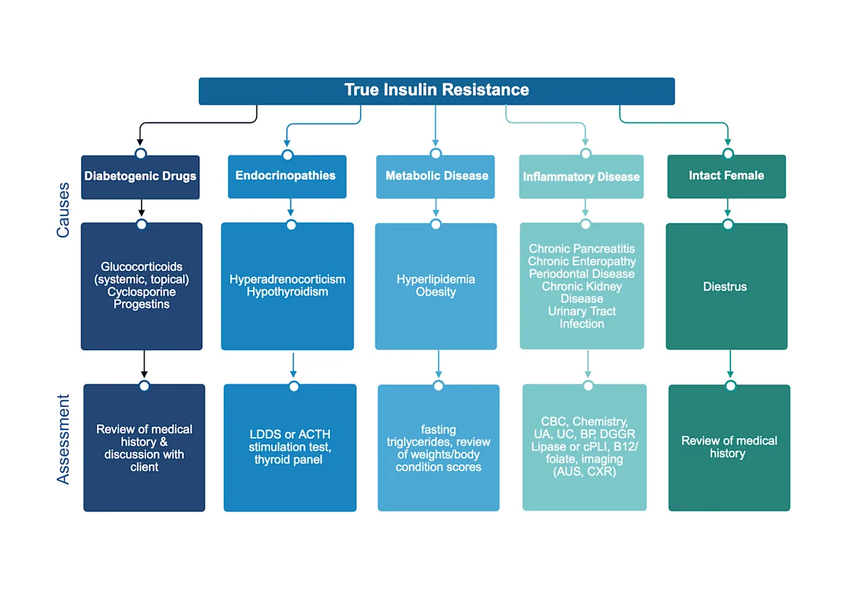 Flowchart showing causes and assessment of true insulin resistance.