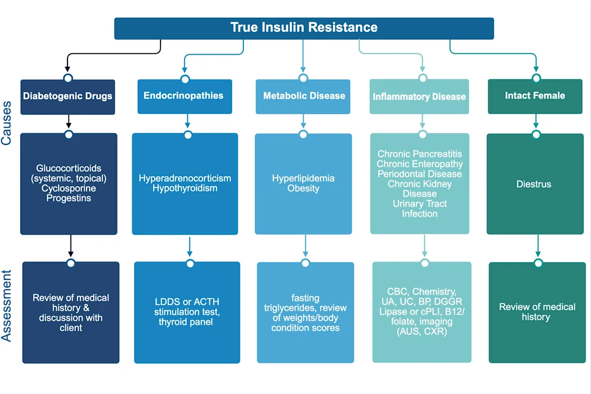 Flowchart showing causes and assessment of true insulin resistance.