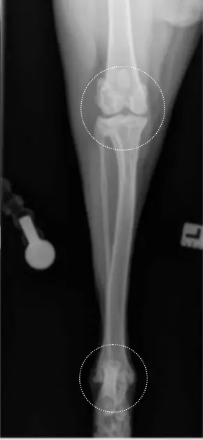 Radiographic images of a dog’s fibula and tibia.