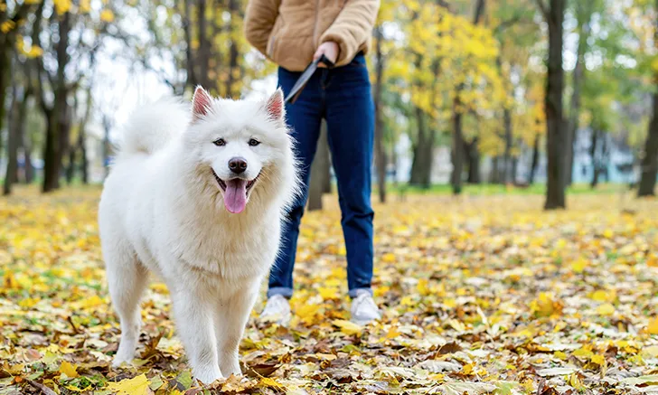A person stands in a park covered with autumn leaves, holding a leash attached to a fluffy, white Samoyed dog. The dog appears happy and alert, with its tongue out, while the surrounding trees display vibrant fall foliage.