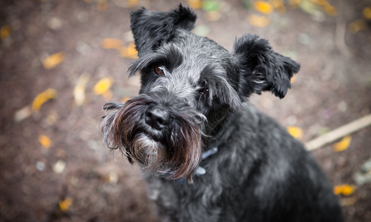 Miniature 2024 schnauzer diabetes