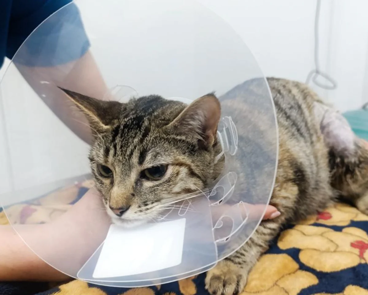 A multicolored cat resting on a blanket with an Elizabethan collar around its neck.