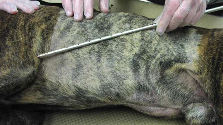 selected slide image