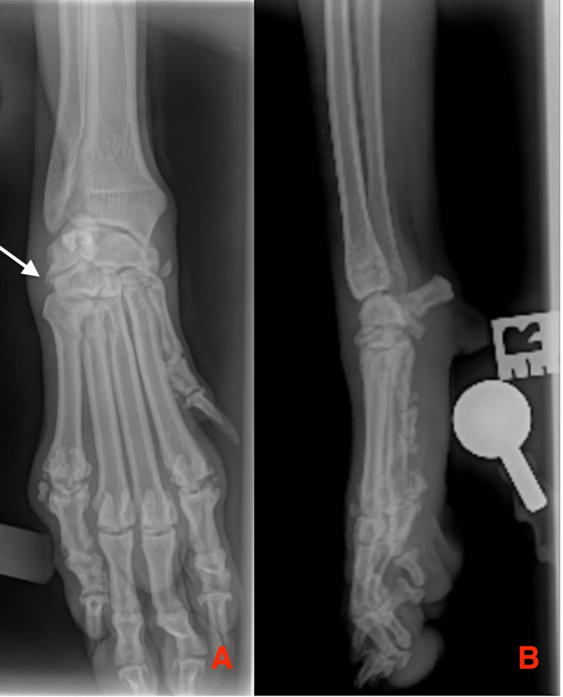 Radiographs of the paw of a dog.