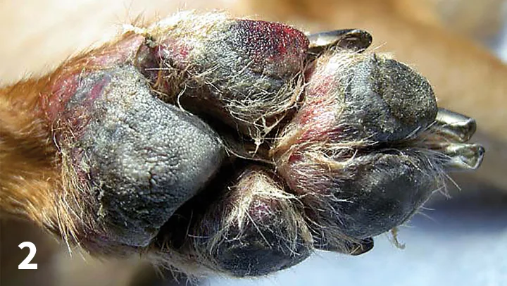A close-up of the palmar surface of a dog’s paw showing crusts and redness involving the footpads and surrounding area.