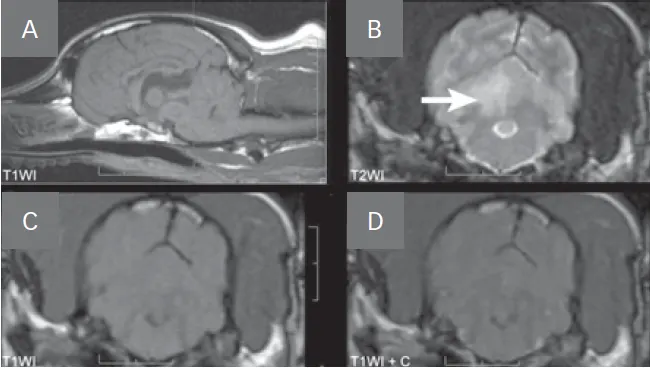 selected slide image