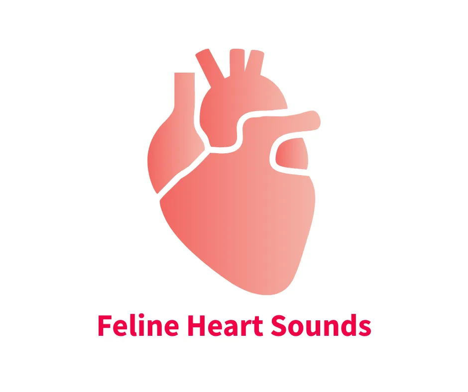 A stylized illustration of a feline heart, highlighting its anatomical features with a gradient color effect. The text below indicates the focus on feline heart sounds, relevant for veterinary education.