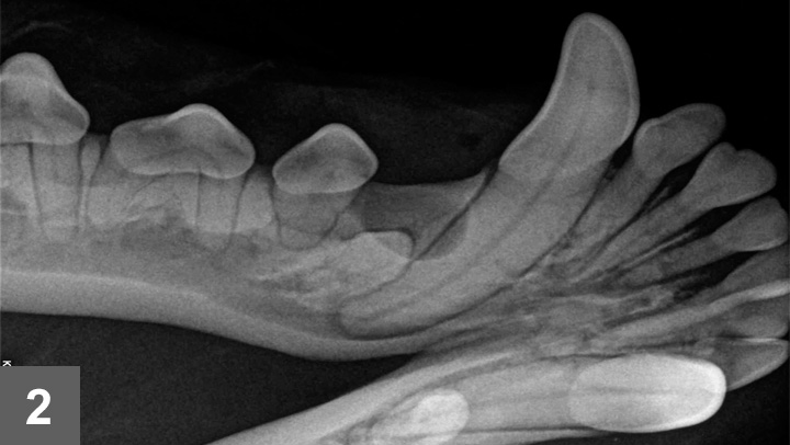 Review the Latest Research Notes in Veterinary Medicine