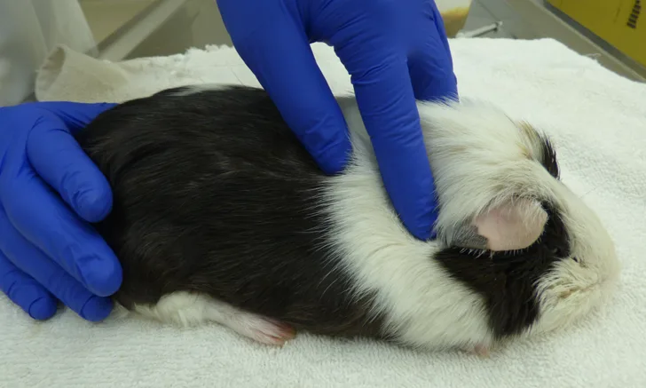 Guinea pig held sternally by gloved hands placed over dorsal neck and behind back end.