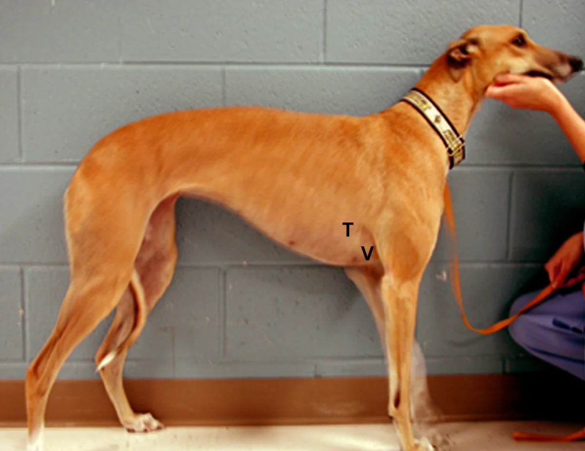 Right side view of a standing adult greyhound with the letter V  overlying the axilla with the letter T located slightly above and behind it. 