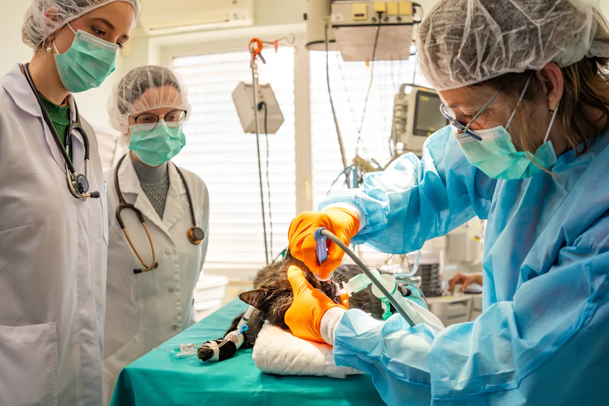 Gowned and gloved person holding instrument to anesthetized cat’s head while 2 people look on.