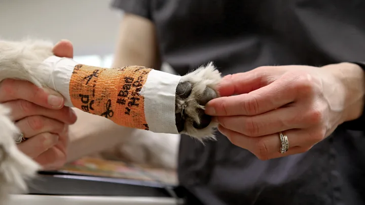 Hands holding bandaged lower limb of dog pressing toes between index finger and thumb.