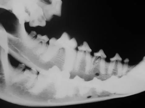 A radiograph displays the lower jaw of a canine, highlighting the alignment and condition of the teeth and jawbone. The image reveals the dental structure, including the roots and crowns of the teeth, providing insights into potential dental issues.