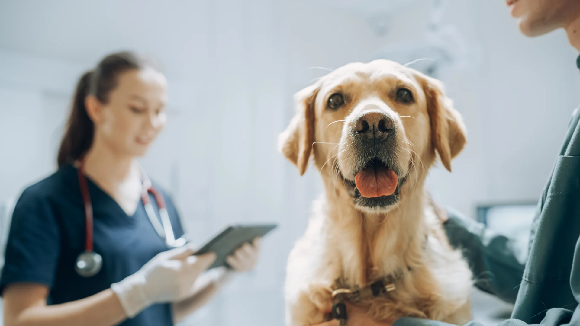 Genetic Testing Before Dog Breeding – Technology, Costs, and Benefits