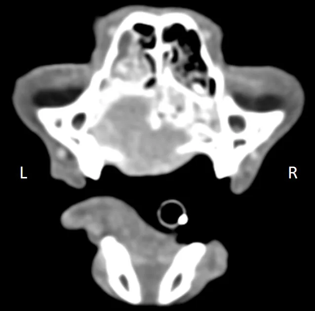 CT scan of nasal passage in a cat.