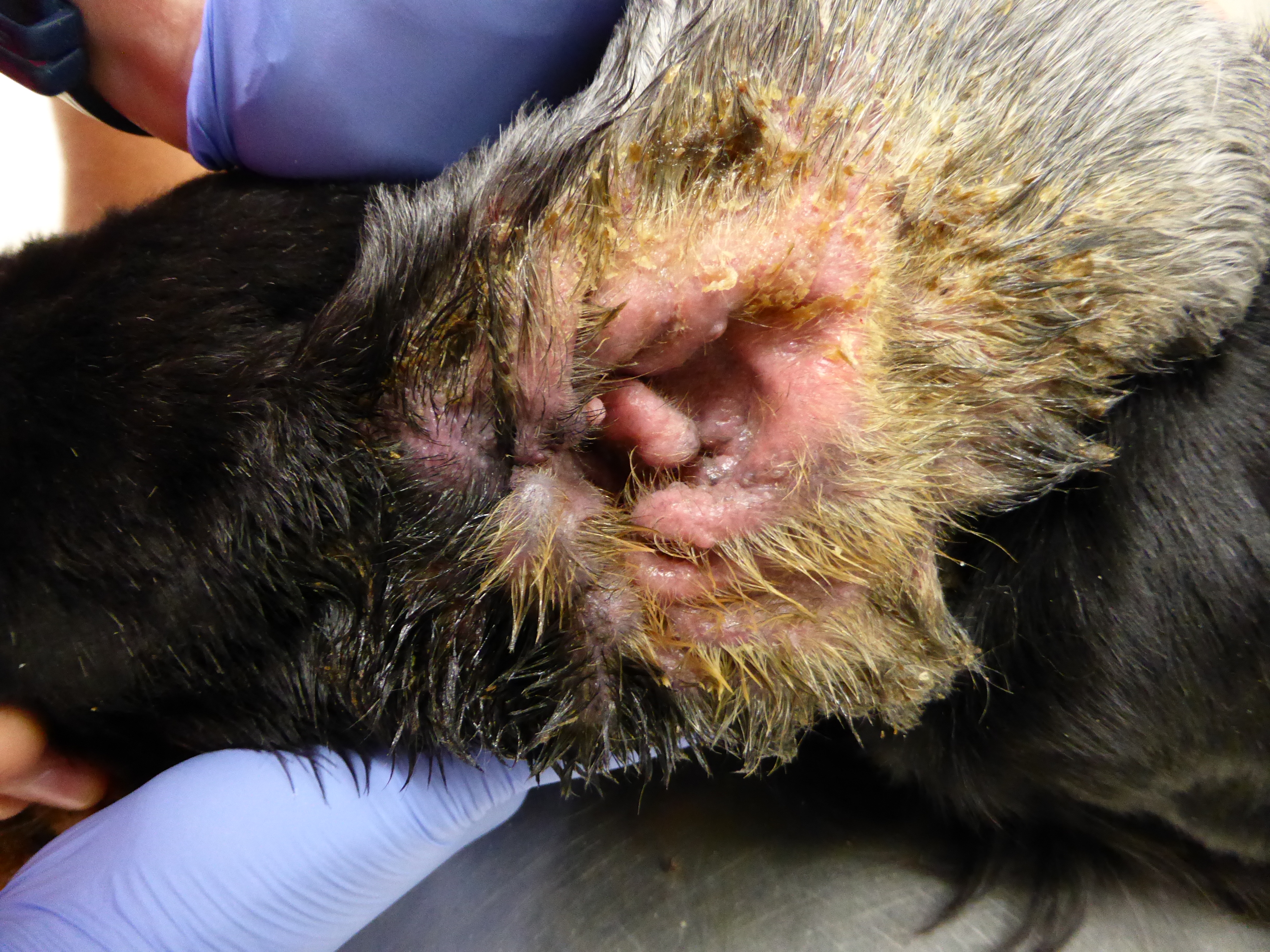 Dermatitis In Dogs Ears