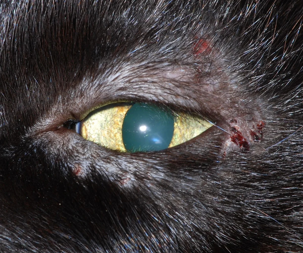 A close-up of a feline patient’s ocular region showing abnormal periocular skin.