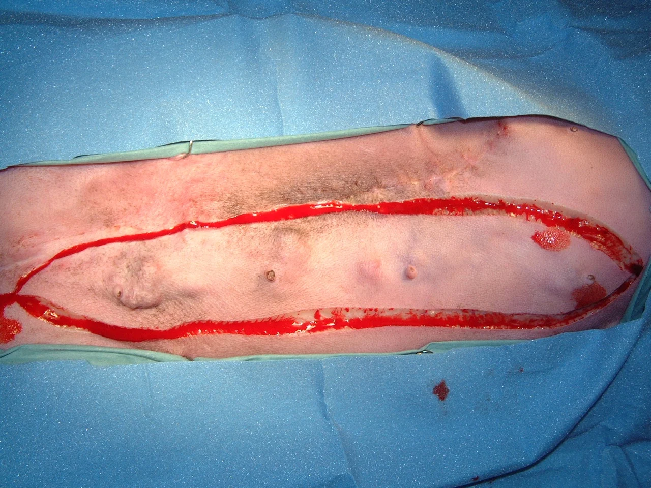A dog in dorsal recumbency with incisions made around one mammary chain.