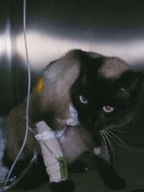 Cat hunched over in cage with IV tubing running from bandaged front leg catheter.