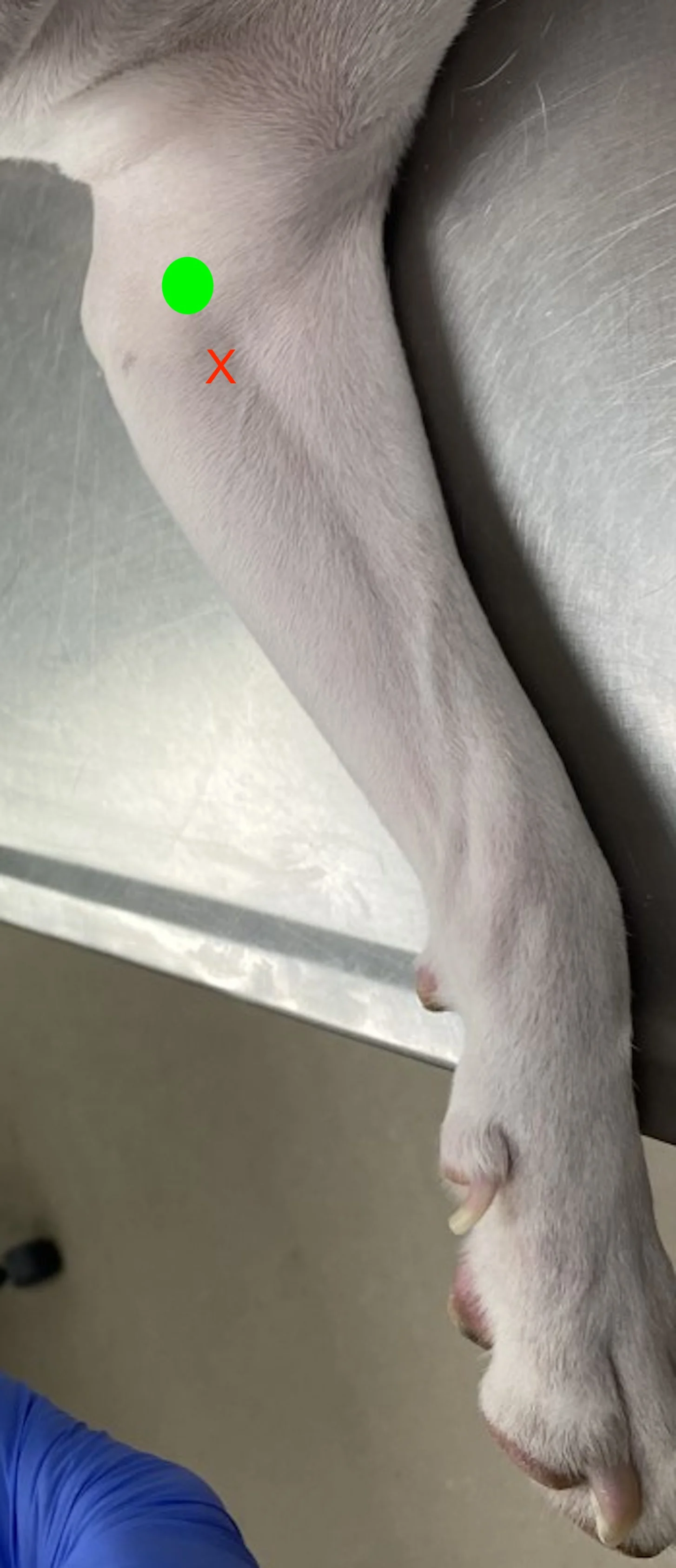Medial side of forelimb of laterally recumbent dog with image markings showing proper areas for palpation.