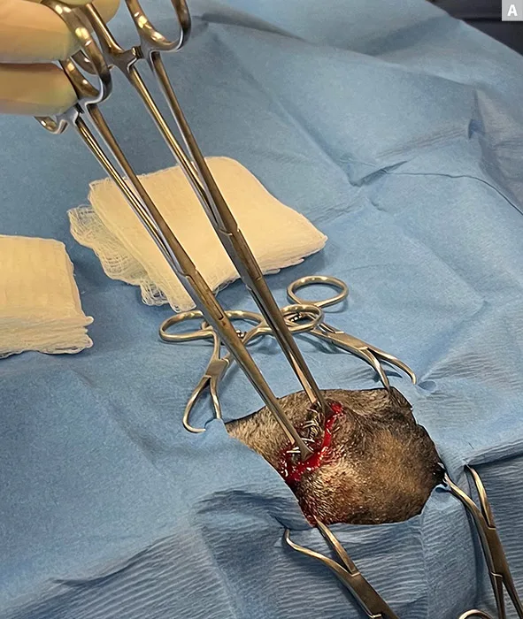 Sequence of images demonstrating technique for dissecting around eye in a dog.