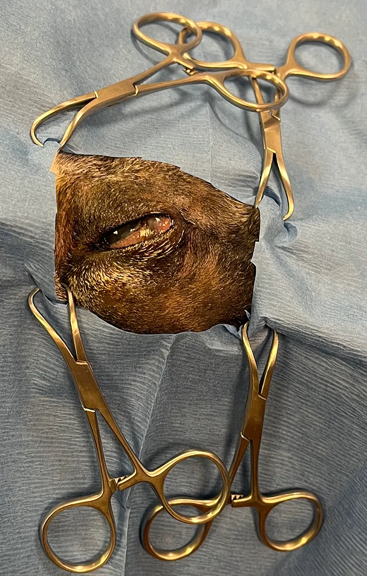 Four towel clamps securing surgical drape to dog’s head with eye exposed through hole in drape.