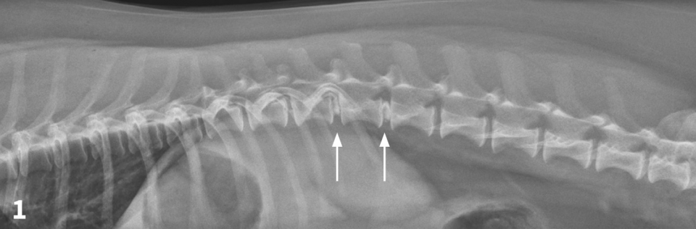 Degenerative disc disease cheap in dogs